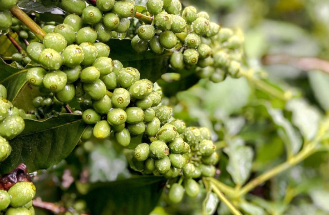 Umble Reserve - Kilimanjaro Peaberry