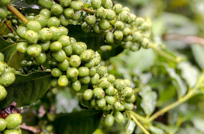 Umble Reserve - Kilimanjaro Peaberry