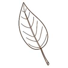 Simple black line drawing of a leaf on a white background